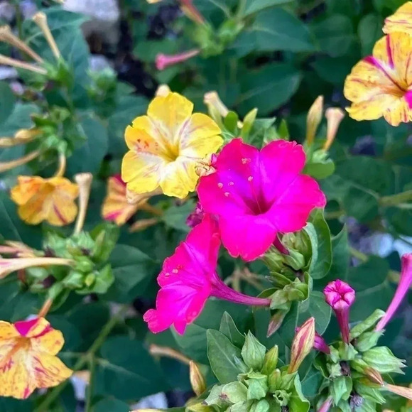 Four O'Clock Marvel of Peru Seeds - 50 seeds - Picture 10 of 11